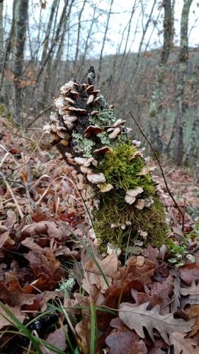 °2025.01.11-BANDELLA-dipingere-con-un-click-14