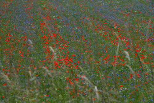 2014 LA FIORITA CASTELLUCCIO DI NORCIA OMAGGIO A MONET (23)