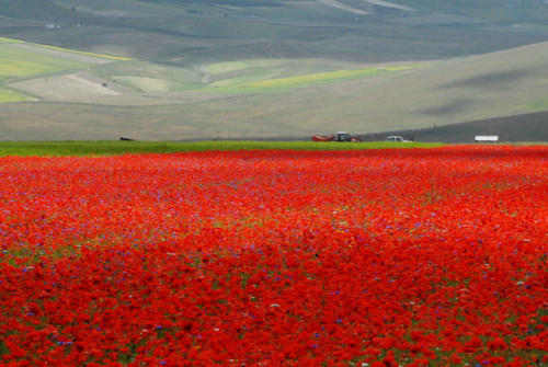 2014 LA FIORITA CASTELLUCCIO DI NORCIA OMAGGIO A MONET (40)