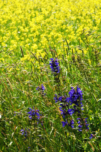 2014 LA FIORITA CASTELLUCCIO DI NORCIA OMAGGIO A MONET (62)