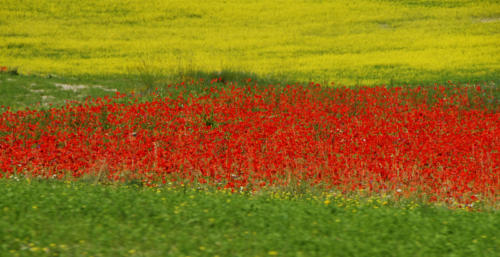 2014 LA FIORITA CASTELLUCCIO DI NORCIA OMAGGIO A MONET (66)