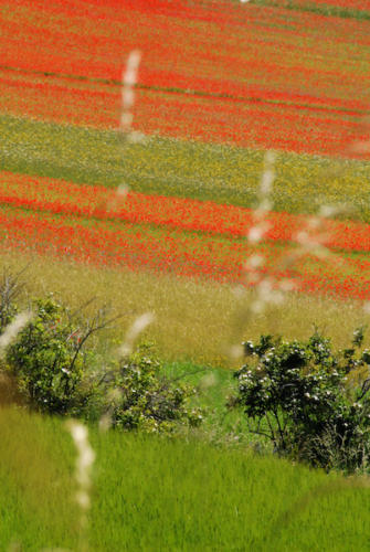 2014 LA FIORITA CASTELLUCCIO DI NORCIA OMAGGIO A MONET (8)