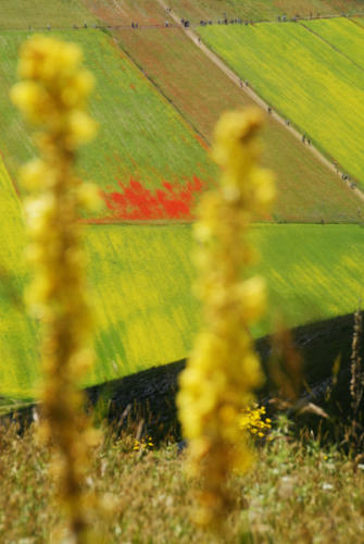 2014 LA FIORITA CASTELLUCCIO DI NORCIA OMAGGIO A MONET (81)