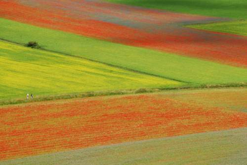 2014 LA FIORITA CASTELLUCCIO DI NORCIA OMAGGIO A MONET (92)